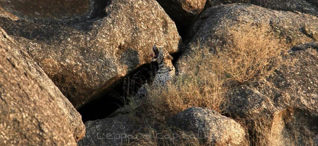 Pride Resort & Convention Center Ranakpur Near Ranakpur Dam Sadri Екстер'єр фото